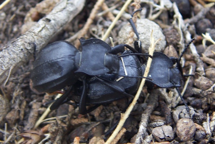 Spagna: La regione  de Monegros, paradiso entomologico
